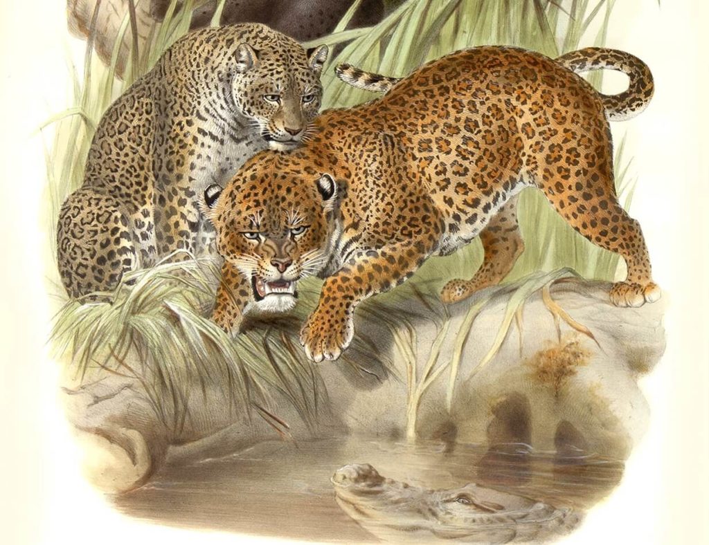 Felis Leopardus. Panther or Leopard. Daniel Giraud Elliot. A Monograph of the Felidae or Family of Cats. Museum quality giclee print.