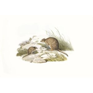 John Gould - Family of Kangaroo - Banded Jerboa Kangaroo - Museum quality giclee print