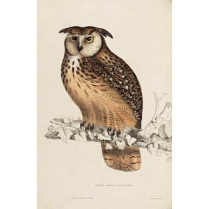 John Gould Himalaya Mountains Plate 003 Otus Bengalensis Museum quality giclée print