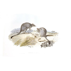John Gould - Family of Kangaroo - Tasmanian Jerboa kangaroo - Museum quality giclee print