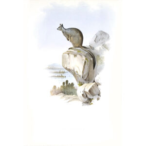 John Gould - Family of Kangaroo - Unadorned Rock Wallaby - Museum quality giclee print