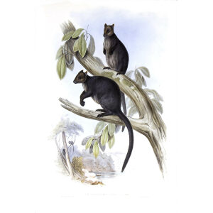 John Gould - Family of Kangaroo - Ursin Tree Kangaroo - Museum quality giclee print