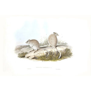 John Gould - Family of Kangaroo - Rufous Jerboa kangaroo - Museum quality giclee print