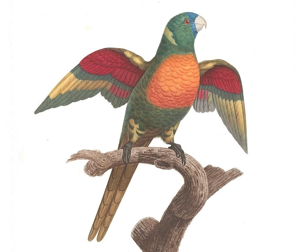 Historic giclée prints. Complete set Histoire Naturelle des Perroquets Francois Levaillant