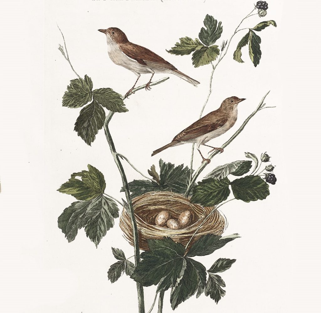 Nozeman Nederlandsche Vogelen Dutch Birds 2-097 Braemsluiper Brummediefje Facsimile Giclee
