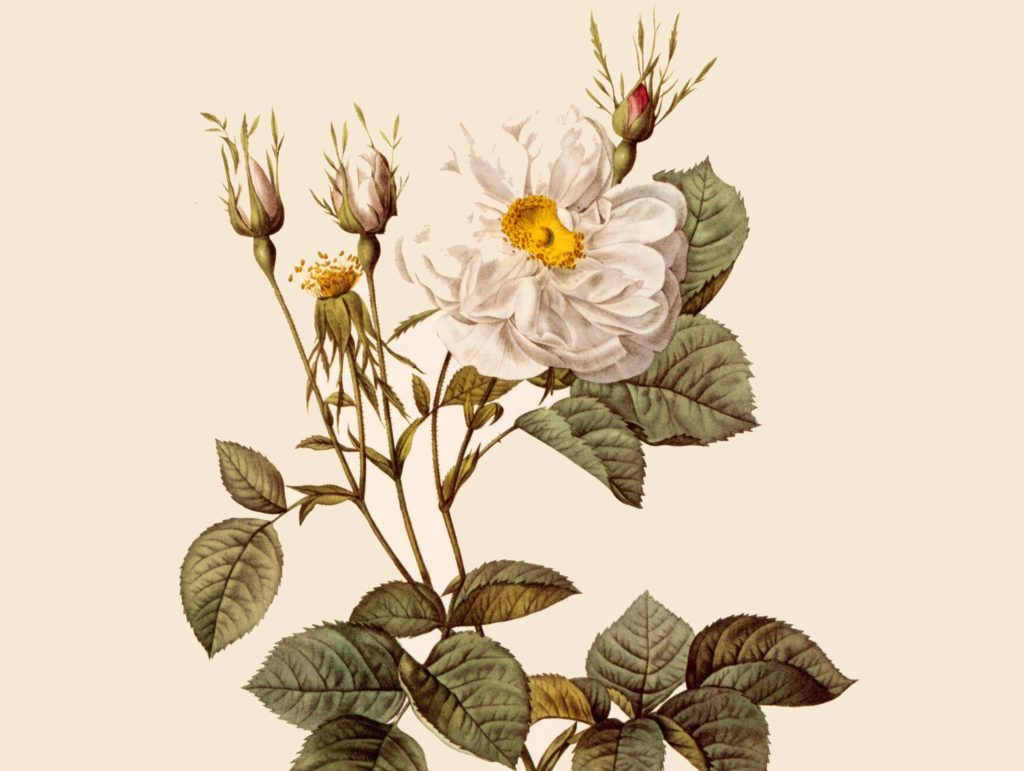 Pierre Joseph Redouté - Complete Set - Roses - Museum quality giclee prints
