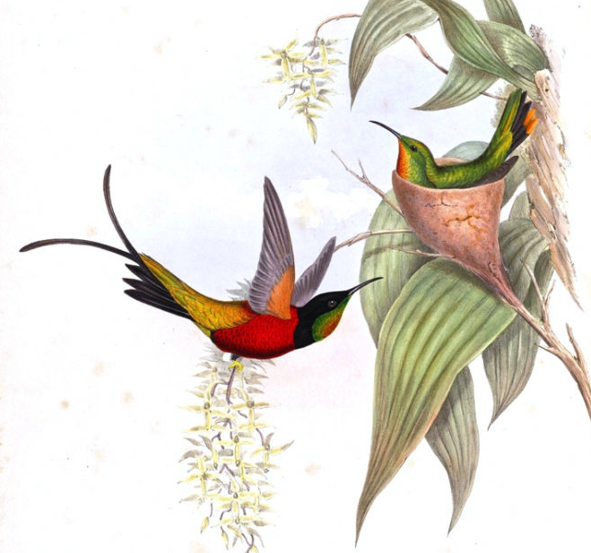 John Gould Complete Set Family of Hummingbirds Volume 1 - Museum qualiyt giclee prints