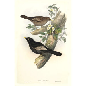 John Gould - Birds of Asia Volume 3 - Museum quality giclee print