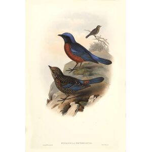 John Gould - Birds of Asia Volume 3 - Museum quality giclee print