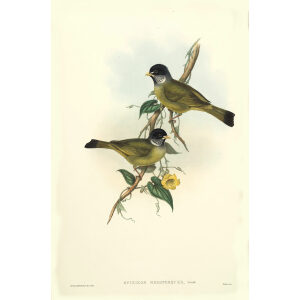 John Gould - Birds of Asia Volume 3 - Museum quality giclee print