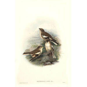 John Gould - Birds of Asia Volume 5 - Museum quality giclee prints