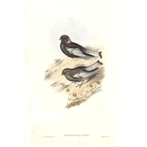 John Gould - Birds of Asia Volume 5 - Museum quality giclee prints