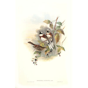 John Gould - Birds of Asia Volume 5 - Museum quality giclee prints