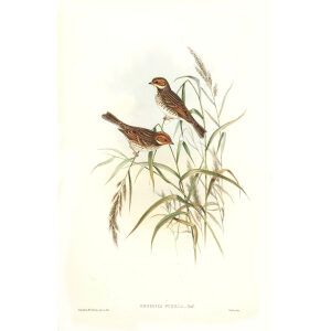 John Gould - Birds of Asia Volume 5 - Museum quality giclee prints