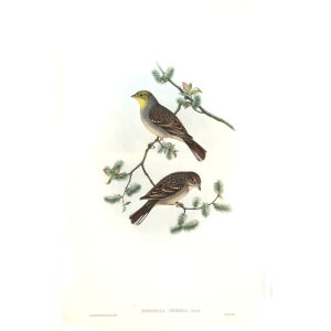 John Gould - Birds of Asia Volume 5 - Museum quality giclee prints