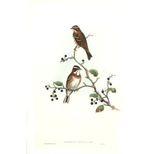 John Gould - Birds of Asia Volume 5 - Museum quality giclee prints