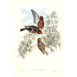 John Gould - Birds of Asia Volume 5 - Museum quality giclee prints
