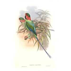 John Gould - Birds of Asia Volume 6 - Museum quality giclee print