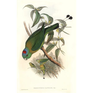 John Gould - Birds of Asia Volume 6 - Museum quality giclee print