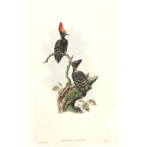 John Gould - Birds of Asia Volume 6 - Museum quality giclee print