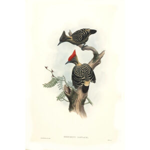 John Gould - Birds of Asia Volume 6 - Museum quality giclee print