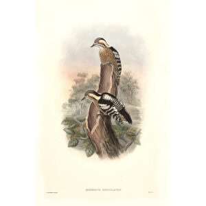 John Gould - Birds of Asia Volume 6 - Museum quality giclee print