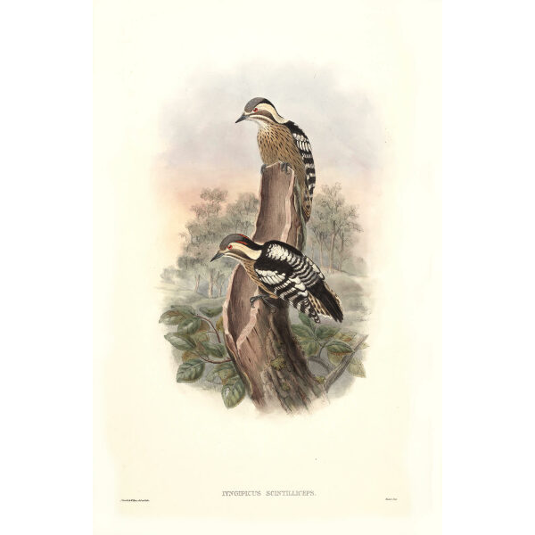 John Gould - Birds of Asia Volume 6 - Museum quality giclee print