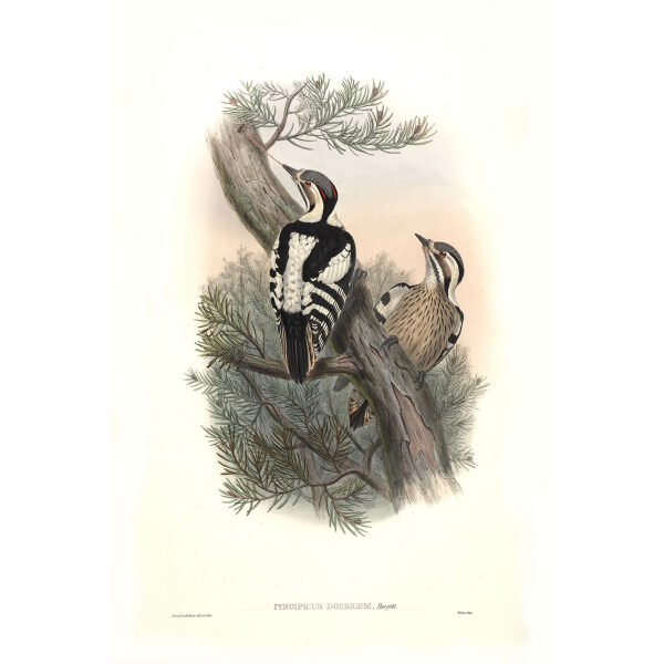 John Gould - Birds of Asia Volume 6 - Museum quality giclee print