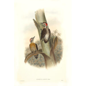 John Gould - Birds of Asia Volume 6 - Museum quality giclee print