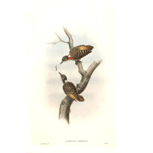 John Gould - Birds of Asia Volume 6 - Museum quality giclee print