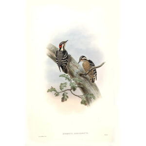 John Gould - Birds of Asia Volume 6 - Museum quality giclee print
