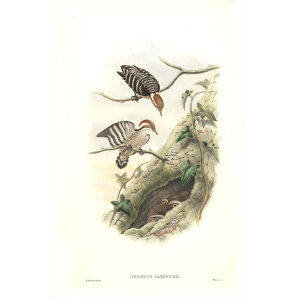 John Gould - Birds of Asia Volume 6 - Museum quality giclee print