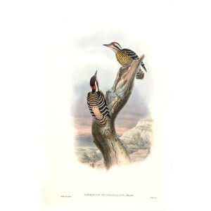 John Gould - Birds of Asia Volume 6 - Museum quality giclee print