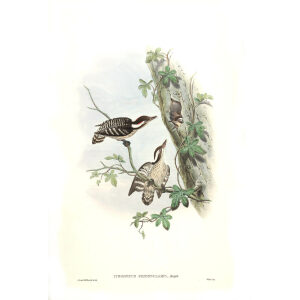 John Gould - Birds of Asia Volume 6 - Museum quality giclee print