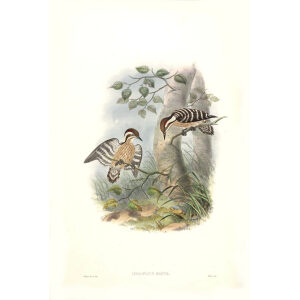 John Gould - Birds of Asia Volume 6 - Museum quality giclee print