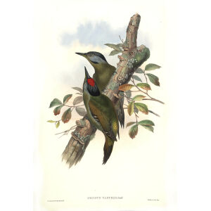 John Gould - Birds of Asia Volume 6 - Museum quality giclee print