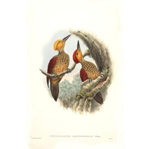 John Gould - Birds of Asia Volume 6 - Museum quality giclee print