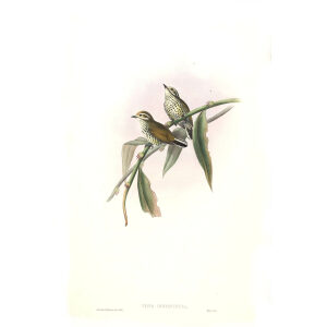 John Gould - Birds of Asia Volume 6 - Museum quality giclee print