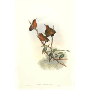 John Gould - Birds of Asia Volume 6 - Museum quality giclee print