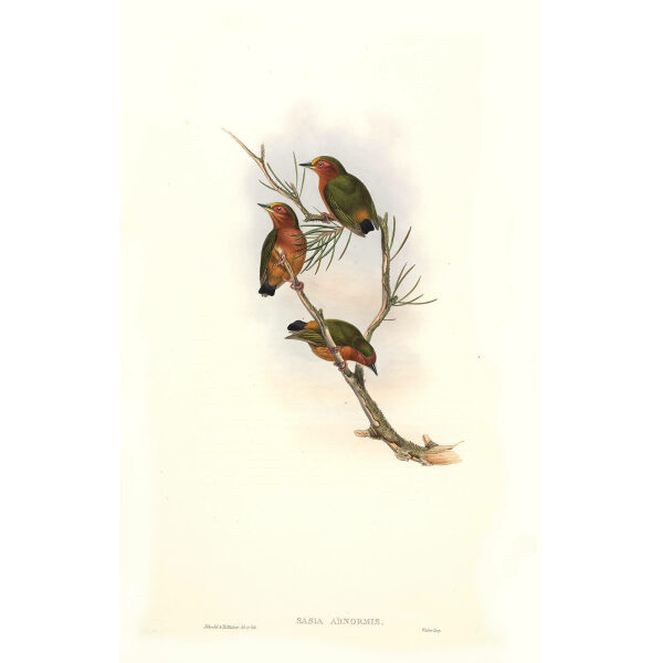 John Gould - Birds of Asia Volume 6 - Museum quality giclee print