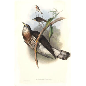 John Gould - Birds of Asia Volume 6 - Museum quality giclee print