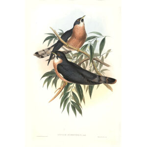 John Gould - Birds of Asia Volume 6 - Museum quality giclee print