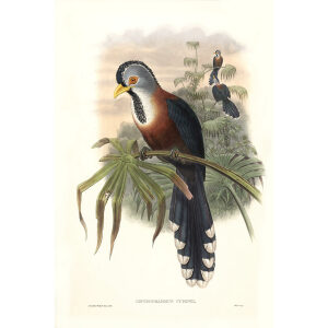 John Gould - Birds of Asia Volume 6 - Museum quality giclee print
