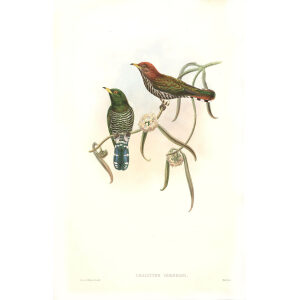 John Gould - Birds of Asia Volume 6 - Museum quality giclee print
