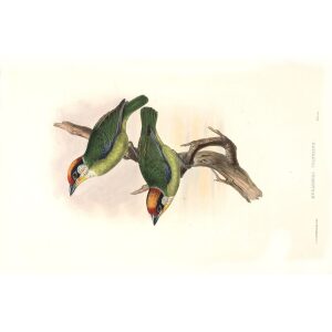 John Gould - Birds of Asia Volume 6 - Museum quality giclee print