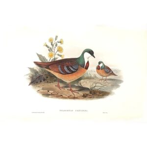 John Gould - Birds of Asia Volume 6 - Museum quality giclee print