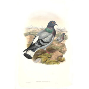 John Gould - Birds of Asia Volume 6 - Museum quality giclee print