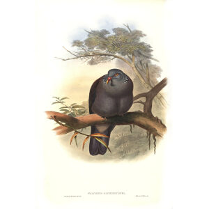 John Gould - Birds of Asia Volume 6 - Museum quality giclee print