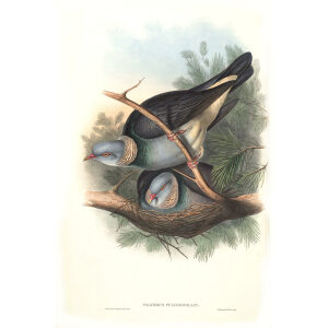 John Gould - Birds of Asia Volume 6 - Museum quality giclee print