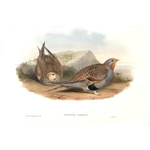John Gould - Birds of Asia Volume 6 - Museum quality giclee print